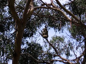 Koalas - In Manna Gum trees adjacent to Bimbi Park - Cape Otway, Victoria