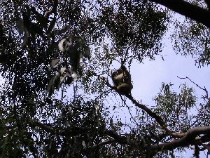 Koalas - In Manna Gum trees adjacent to Bimbi Park - Cape Otway, Victoria